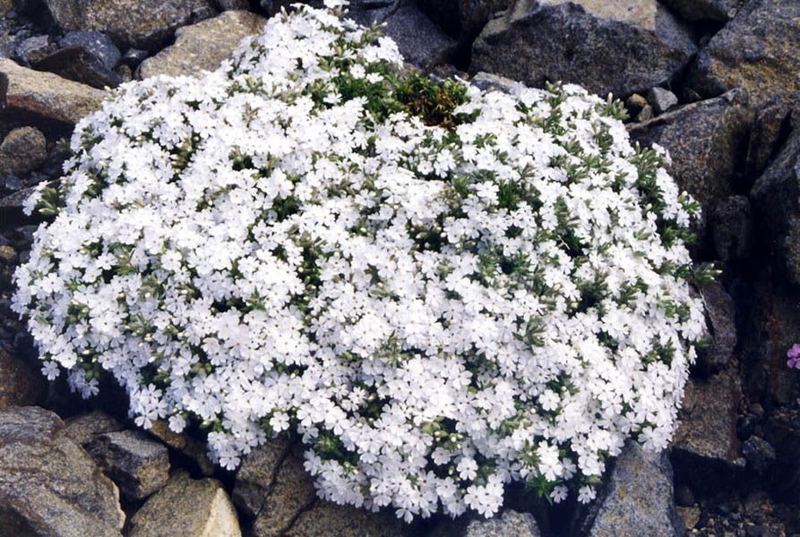 Phlox nivalis 'Nivea' en fleurs dans une pinède ouverte du sud-est des États-Unis